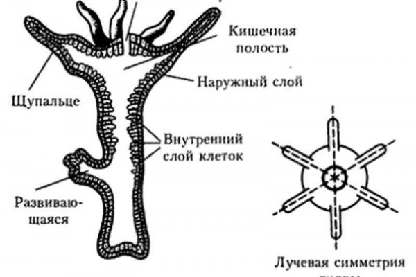 Кракен сайт ссылка kr2web in