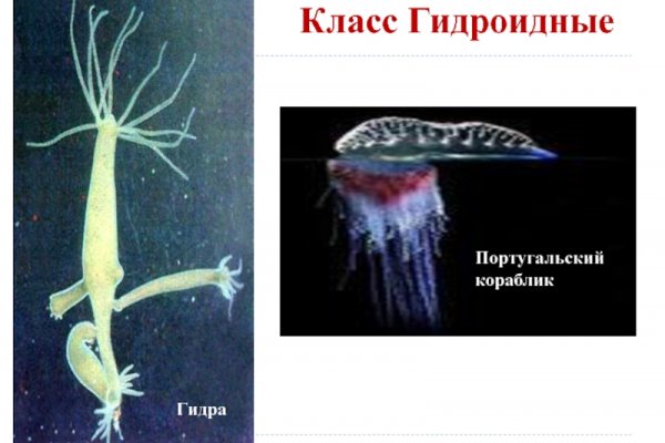 Кракен последние ссылки