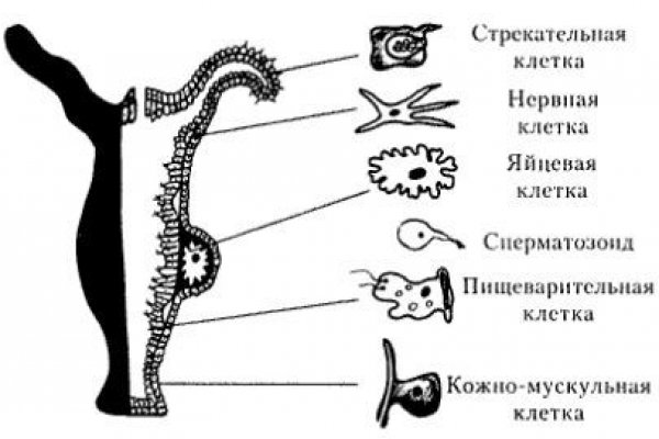 Кракен даркнет зайти